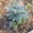 Хвойные растения:голубая ель, можжевельник,туя, сосна.... Распродажа. - Изображение #7, Объявление #871574