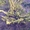 Хвойные растения:голубая ель, можжевельник,туя, сосна.... Распродажа. - Изображение #9, Объявление #871574