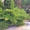 Хвойные растения:голубая ель, можжевельник,туя, сосна.... Распродажа. - Изображение #10, Объявление #871574