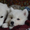 щенок лайки самоеда продаю в Алмате, алиментная девочка - Изображение #4, Объявление #856314