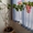 Продается комнатный цветок Бугенвилия