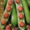 Семена овощей оптом, удобрения Флоровит  - Изображение #4, Объявление #874789