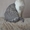 Ориенталы, британские котята - Изображение #1, Объявление #891884