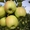 Яблони оптом от 600 тенге. Саженцы яблонь - Изображение #2, Объявление #882291