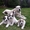 Продам щенков Среднеазиатской овчарки - алабая - Изображение #3, Объявление #877619