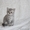 Ориенталы, британские котята - Изображение #2, Объявление #891884