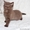 Ориенталы,  британские котята #891884
