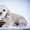 Американский кокер-Спаниель чистопородные щенки продам - Изображение #2, Объявление #884103