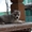Собака Западно-Сибирская лайка. Акция! #897364