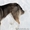 Собака Западно-Сибирская лайка. Акция! - Изображение #3, Объявление #897364