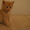 подарю котят, разного окраса - Изображение #3, Объявление #902929