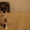 подарю котят, разного окраса - Изображение #7, Объявление #902929
