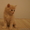 подарю котят, разного окраса - Изображение #8, Объявление #902929