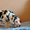 Мраморные щенки немецкого дога из Челябинска - Изображение #5, Объявление #525217