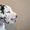 Мраморные щенки немецкого дога из Челябинска - Изображение #4, Объявление #525217