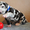 Мраморные щенки немецкого дога из Челябинска - Изображение #6, Объявление #525217