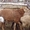 бараны и овцы гиссарских и эдильбаевских пород + козы - Изображение #2, Объявление #893736
