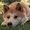 Собака Акита-Ину (Хатико) Скидка до 1 июня! Жми! #906362