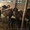 бараны и овцы гиссарских и эдильбаевских пород + козы #893736