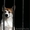 Продам щенков западно-сибирских лаек - Изображение #3, Объявление #894088