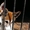 Продам щенков западно-сибирских лаек - Изображение #5, Объявление #894088