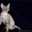 Котята девон-рекса - Изображение #1, Объявление #915263