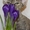 Котята девон-рекса - Изображение #6, Объявление #915263