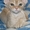 Котята девон-рекса - Изображение #4, Объявление #915263