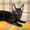 Кудрявые котята корниш-рекс - Изображение #2, Объявление #921625