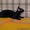 Кудрявые котята корниш-рекс - Изображение #1, Объявление #921625