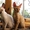 Кудрявые котята корниш-рекс - Изображение #6, Объявление #921625