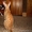 Кудрявые котята корниш-рекс - Изображение #7, Объявление #921625