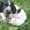 Продам щенков породы Русский охотничий спаниель - Изображение #2, Объявление #930128