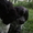 Продам щенков породы Русский охотничий спаниель - Изображение #3, Объявление #930128
