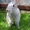 Продажа кроликов великанов - Изображение #2, Объявление #927719
