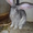 Продажа кроликов великанов - Изображение #1, Объявление #927719