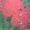 декоративно-цветущие кустарники и многолетние  цветы - Изображение #6, Объявление #950461