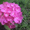 декоративно-цветущие кустарники и многолетние  цветы - Изображение #5, Объявление #950461