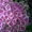 декоративно-цветущие кустарники и многолетние  цветы - Изображение #7, Объявление #950461