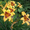 декоративно-цветущие кустарники и многолетние  цветы #950461