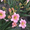 декоративно-цветущие кустарники и многолетние  цветы - Изображение #8, Объявление #950461
