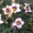 декоративно-цветущие кустарники и многолетние  цветы - Изображение #9, Объявление #950461