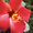 декоративно-цветущие кустарники и многолетние  цветы - Изображение #4, Объявление #950461