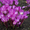 луковицы тюльпанов,лилий,крокусов,нарциссов,гиацинтов,ирисов,лилий,рябчиков и др - Изображение #6, Объявление #957528