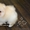 Эксклюзивные щеночки карликового померанского шпица VIP-classa, Тип-Мишки! - Изображение #4, Объявление #954992