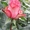 корни роз купить  - Изображение #2, Объявление #962865
