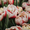 луковицы тюльпанов на выгонку от 33 тенге в наличии  #957574