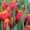 луковицы тюльпанов на выгонку от 33 тенге в наличии  - Изображение #2, Объявление #957574