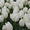 луковицы тюльпанов на выгонку от 33 тенге в наличии  - Изображение #4, Объявление #957574