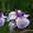 луковицы тюльпанов,лилий,крокусов,нарциссов,гиацинтов,ирисов,лилий,рябчиков и др - Изображение #2, Объявление #957528